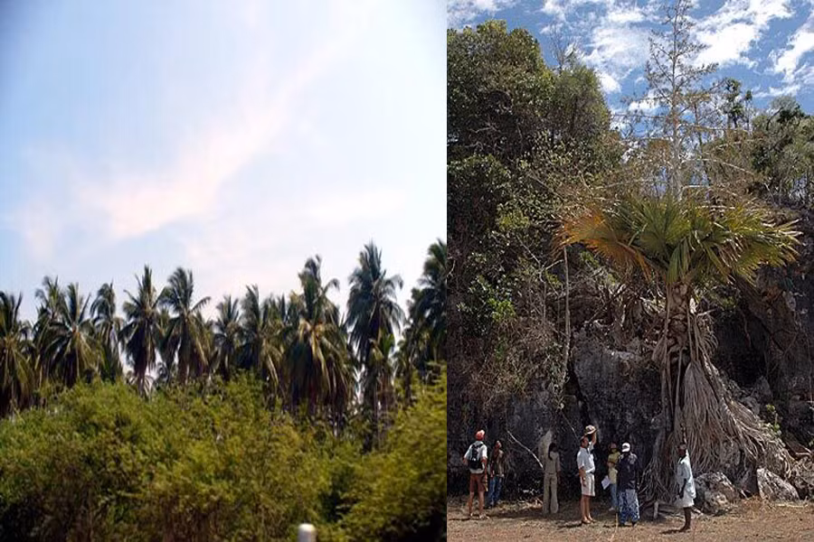 Tại Madagascar (là một đảo quốc trên Ấn Độ Dương) có hơn 170 loài cọ có giá trị to lớn về kinh tế và sinh học. Trong đó, nổi tiếng nhất là cọ Tahina