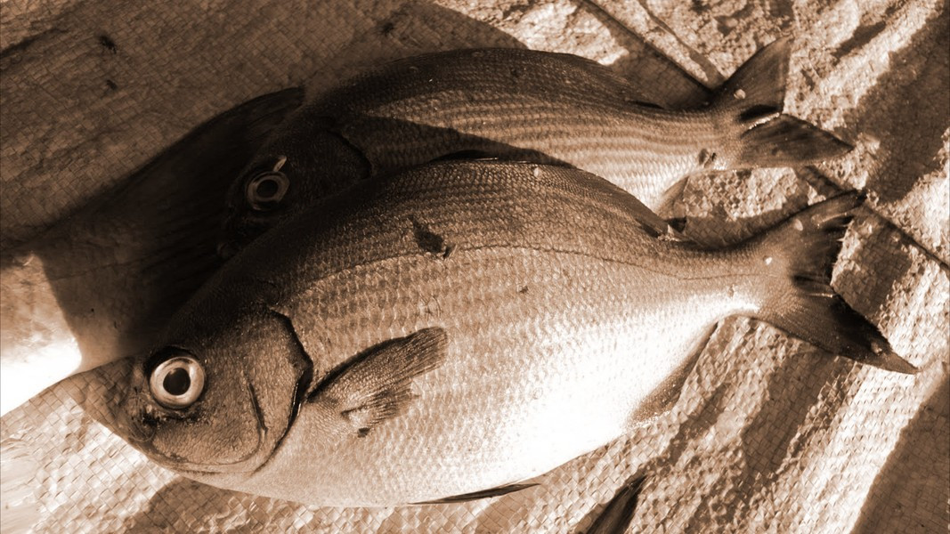 Cá sinh sống tự nhiên, to nhất cũng chỉ bằng gang tay. Giá của loại cá này không hề rẻ, khoảng 200.000 đồng/kg