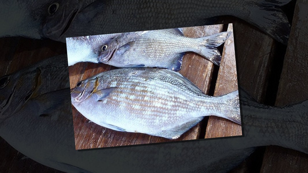 Cá tà ma chỉ xuất hiện ở biển Nha Trang và một số nơi khác như Quy Nhơn, đảo Lý Sơn, đảo Phú Quý và một số đảo nhỏ thuộc quần đảo Hoàng Sa - Trường Sa