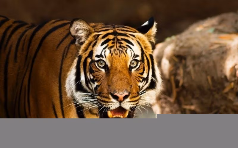 Con giáp tuổi Dần: Tử vi tuần mới (24 đến 30/6), cục diện Tương Xung, người tuổi Dần bắt tay vào công việc một cách khó khăn. Những lời bàn ra tán vào của mọi người khiến bạn luôn băn khoăn, do dự, thậm chí đánh mất lập trường ban đầu của mình.