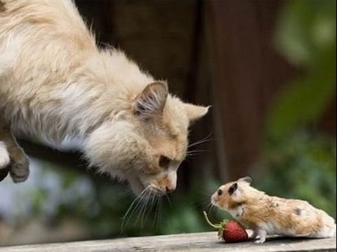  Sinh ra năm Khỉ được sinh ra với bộ não thông minh, giúp họ suy nghĩ về những vấn đề của nhau trong cuộc sống và là những người suy nghĩ chín chắn. 