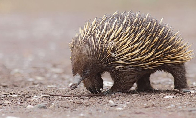 Loài này được đặt tên là thú lông nhím mỏ dài Attenborough, hay còn gọi là thú lông nhím mỏ dài Sir David, theo tên của nhà tự nhiên học David Attenborough nổi tiếng của Anh.