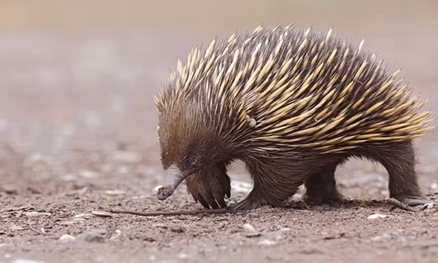 Loài này được đặt tên là thú lông nhím mỏ dài Attenborough, hay còn gọi là thú lông nhím mỏ dài Sir David, theo tên của nhà tự nhiên học David Attenborough nổi tiếng của Anh.