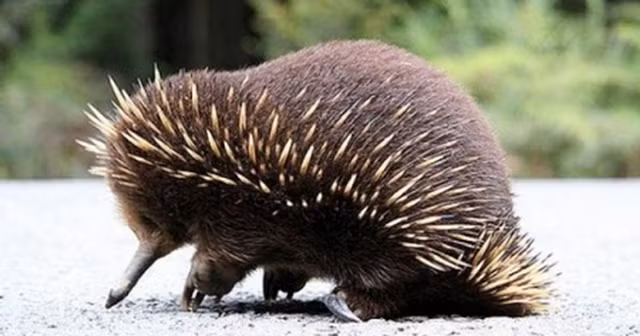 Nhà sinh vật học James Kempton và đồng nghiệp đã trải qua nhiều khó khăn như sống trong rừng lâu ngày, động đất và bệnh sốt rét và ông đã phát khóc vì quá phấn khích khi thu được hình ảnh của loài động vật này.