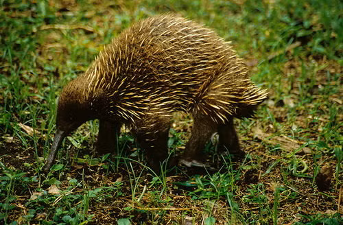 Hoạt động chủ yếu vào ban đêm, chúng có thể cuộn mình thành quả bóng khi gặp nguy hiểm và sống trong hang. Điều đặc biệt, mẫu vật cuối cùng của loài này được ghi nhận vào năm 1961 và từ đó không còn thấy nữa, dẫn đến giả thuyết đã tuyệt chủng. Phát hiện này không chỉ làm thay đổi thông tin về chi thú lông nhím mỏ dài mà còn cho thấy sự nghiệp và ảnh hưởng của David Attenborough trong việc bảo tồn thiên nhiên qua nhiều thập kỷ.