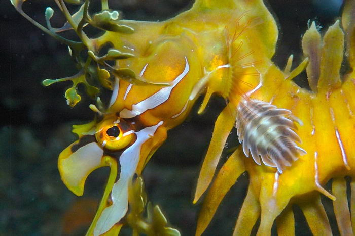 Sau đó, con đực sẽ mang trứng suốt bên mình cho đến khi nở. Sau khoảng 8 tuần, số trứng đó sẽ nở thành những chú hải long lá con nhưng chỉ có khoảng 5% số đó phát triển được đến tuổi trưởng thành (khoảng 2 năm tuổi).