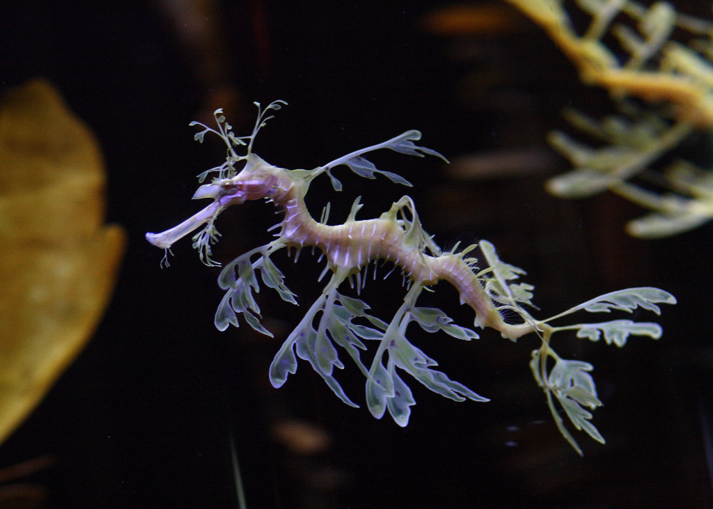 Loài này có thể đứng yên một chỗ lâu đến 68 giờ liền. Tuy nhiên, một số con thỉnh thoảng sẽ di chuyển với tốc độ 150m/h và trong một khoảng thời gian dài.