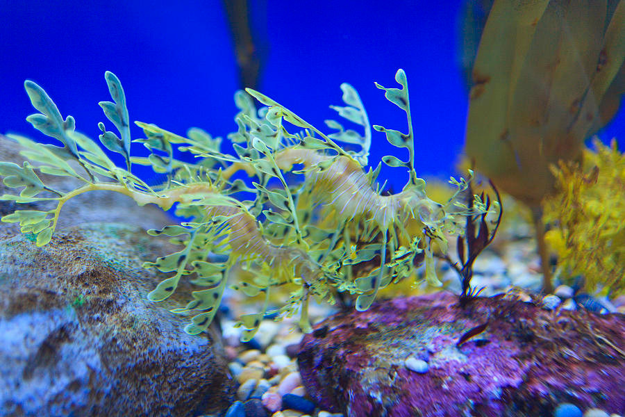 Hải long lá cái đẻ trứng mỗi năm một lần và mỗi lần đẻ khoảng 250 trứng. Sau đó, chúng sẽ để trứng của mình lên bộ phận ấp trứng nằm ở trên đuôi của con đực để thụ tinh. 