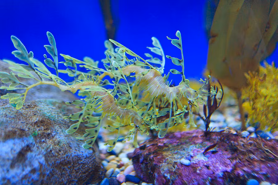 Hải long lá cái đẻ trứng mỗi năm một lần và mỗi lần đẻ khoảng 250 trứng. Sau đó, chúng sẽ để trứng của mình lên bộ phận ấp trứng nằm ở trên đuôi của con đực để thụ tinh. 