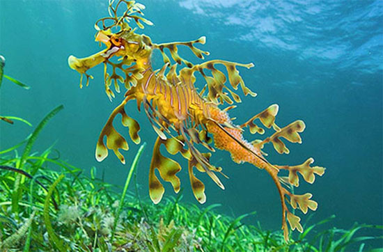 Hải long lá hay cá rồng biển thân lá (tên khoa học: Phycodurus eques) là một loài cá thuộc họ Cá chìa vôi và là loài duy nhất trong chi Phycodurus.