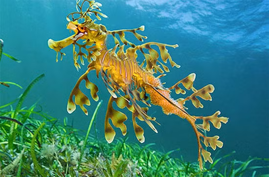 Hải long lá hay cá rồng biển thân lá (tên khoa học: Phycodurus eques) là một loài cá thuộc họ Cá chìa vôi và là loài duy nhất trong chi Phycodurus.