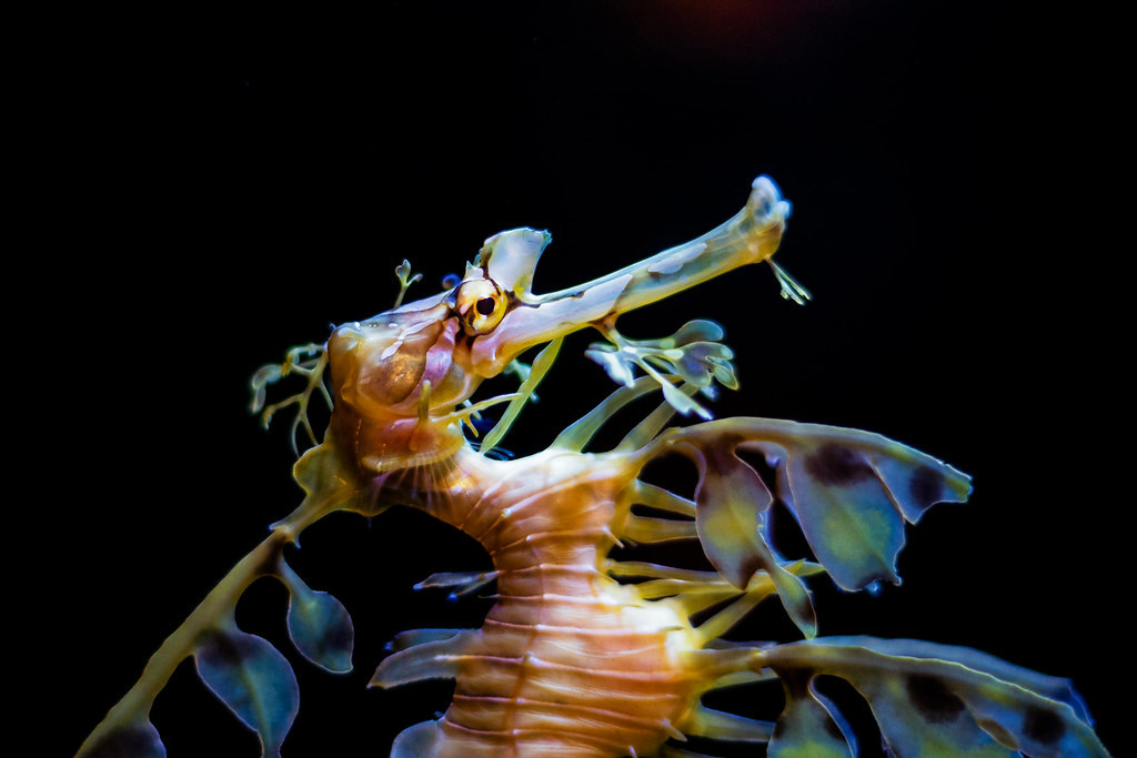 Chính vì vẻ đẹp độc đáo, khác lạ của mình, hải long lá trở thành đối tượng của những người thích nuôi cá cảnh.