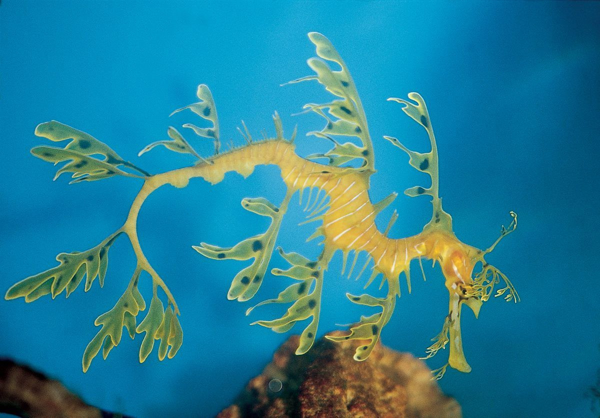 Thông thường, hải long lá có chiều dài gần 35cm nhưng một số con phát triển đặc biệt kích thước của chúng có thể lên tới 45cm.