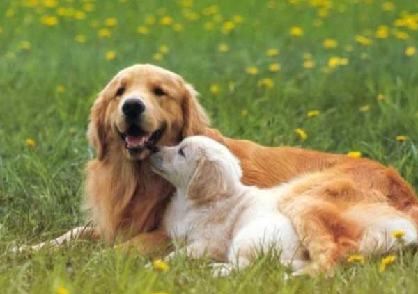 Tình hình tài chính của bạn trong tuần này khá ổn định. Bạn vẫn nhận được khoản lãi đều đặn từ các công việc kinh doanh hiện tại. Đối với những người làm công ăn lương, nếu muốn cải thiện thu nhập, bạn nên xem xét việc bắt tay vào những công việc làm thêm.