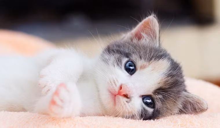 Do đó, họ nên chú ý chăm sóc bản thân khi chuyển mùa, không để bản thân bị stress nặng, duy trì thói quen sinh hoạt và dinh dưỡng lành mạnh để tăng cường khả năng miễn dịch, giảm nguy cơ mắc hoặc tái phát bệnh mạn tính.