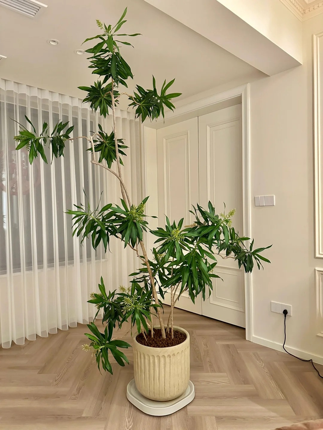 5 loài hoa nở trong nhà báo hiệu điềm lành, may mắn, tài lộc 5 loai hoa no trong nha bao hieu diem lanh, may man, tai loc