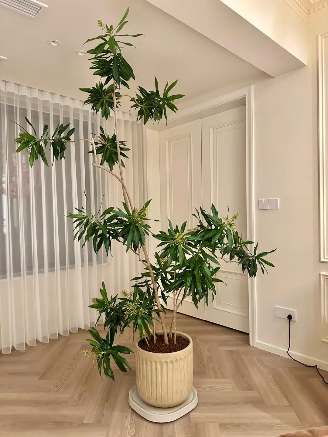 1. Người xưa nói: Trúc bách hợp nở hoa - giàu có đến nhà, bình an, hạnh phúc: Trúc bách hợp (tên tiếng Anh là Lily Bamboo) hay còn được gọi là phất dụ trúc, có tên khoa học là Dracaena reflexa, thuộc chi huyết giác, họ Măng tây (Dracaenaceae).