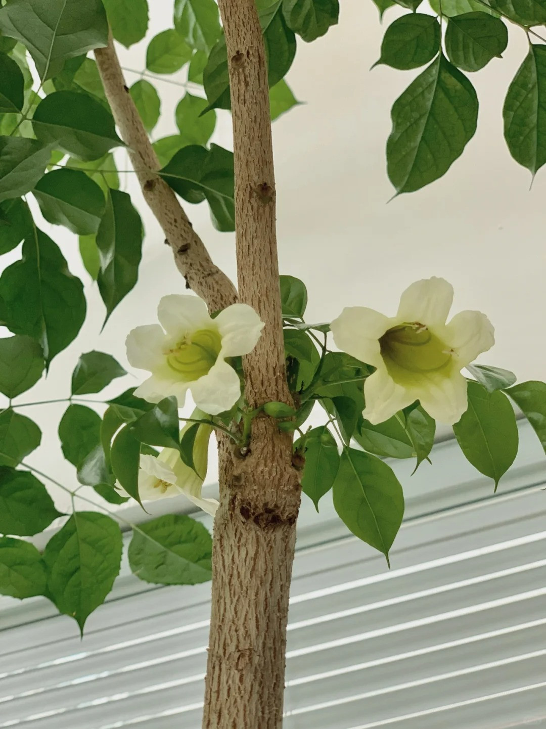 Do quý hiếm nên khi cây này nở hoa, người xưa cho rằng nó mang lại sự may mắn, tốt lành, những điều tốt đẹp đang đến với gia chủ, đúng như ý nghĩa "hạnh phúc nở hoa". 