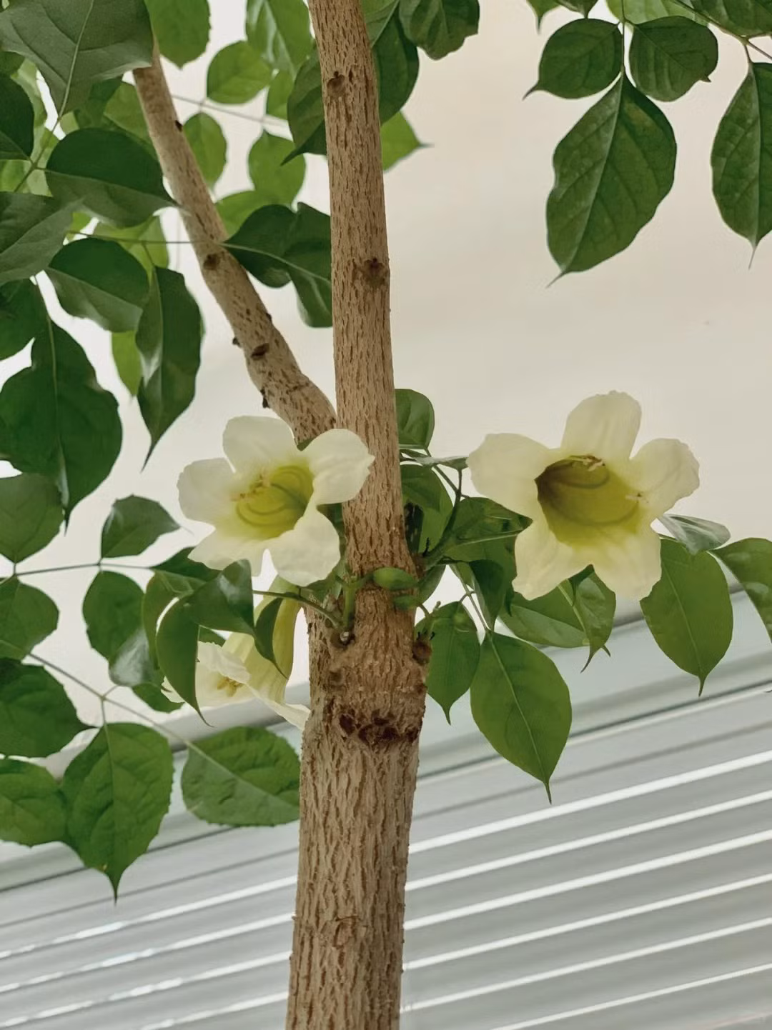 Do quý hiếm nên khi cây này nở hoa, người xưa cho rằng nó mang lại sự may mắn, tốt lành, những điều tốt đẹp đang đến với gia chủ, đúng như ý nghĩa "hạnh phúc nở hoa". 