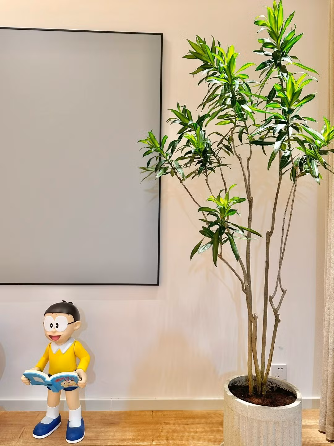  Người xưa cho rằng nếu trồng một cây cảnh trúc bách hợp trong nhà thì rất vượng khí, mang đến năng lượng tích cực cho con người. Điều hiếm hơn nữa là cây cảnh này có chức năng bẫy bụi và hấp thụ khí thải, có thể thanh lọc không khí trong nhà, giúp con người cảm nhận được sự trong lành và yên bình của thiên nhiên khi hít thở. 