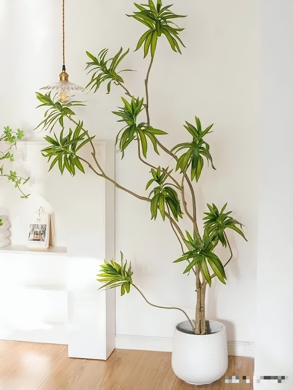  Trúc bách hợp khó nở hoa nên người xưa cho rằng, trúc bách hợp nở hoa là điềm lành. Thời kỳ ra hoa của cây cảnh này thường từ tháng 2 đến tháng 4, sau khi trồng phải 2-3 năm mới nở hoa.