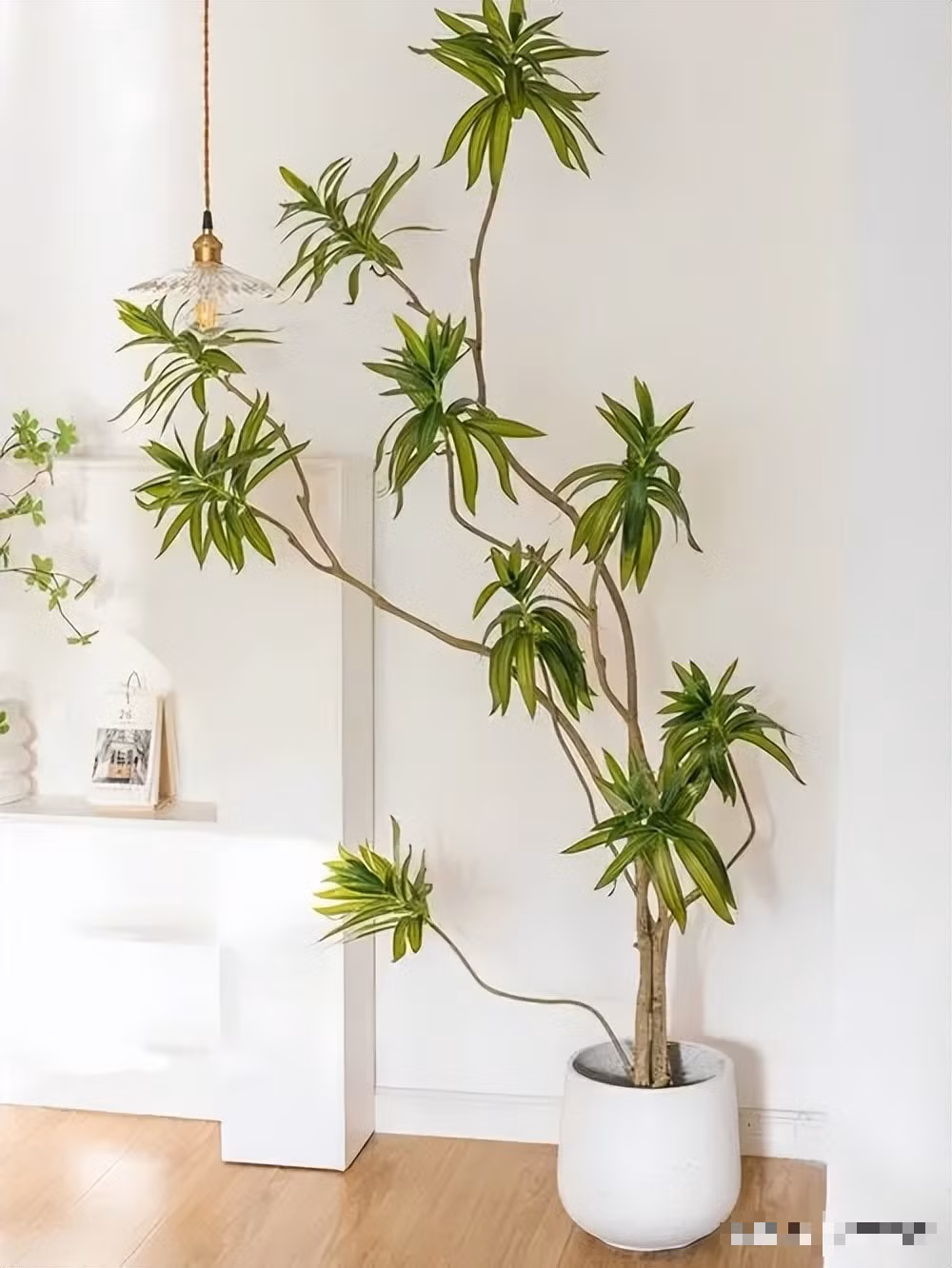  Trúc bách hợp khó nở hoa nên người xưa cho rằng, trúc bách hợp nở hoa là điềm lành. Thời kỳ ra hoa của cây cảnh này thường từ tháng 2 đến tháng 4, sau khi trồng phải 2-3 năm mới nở hoa.