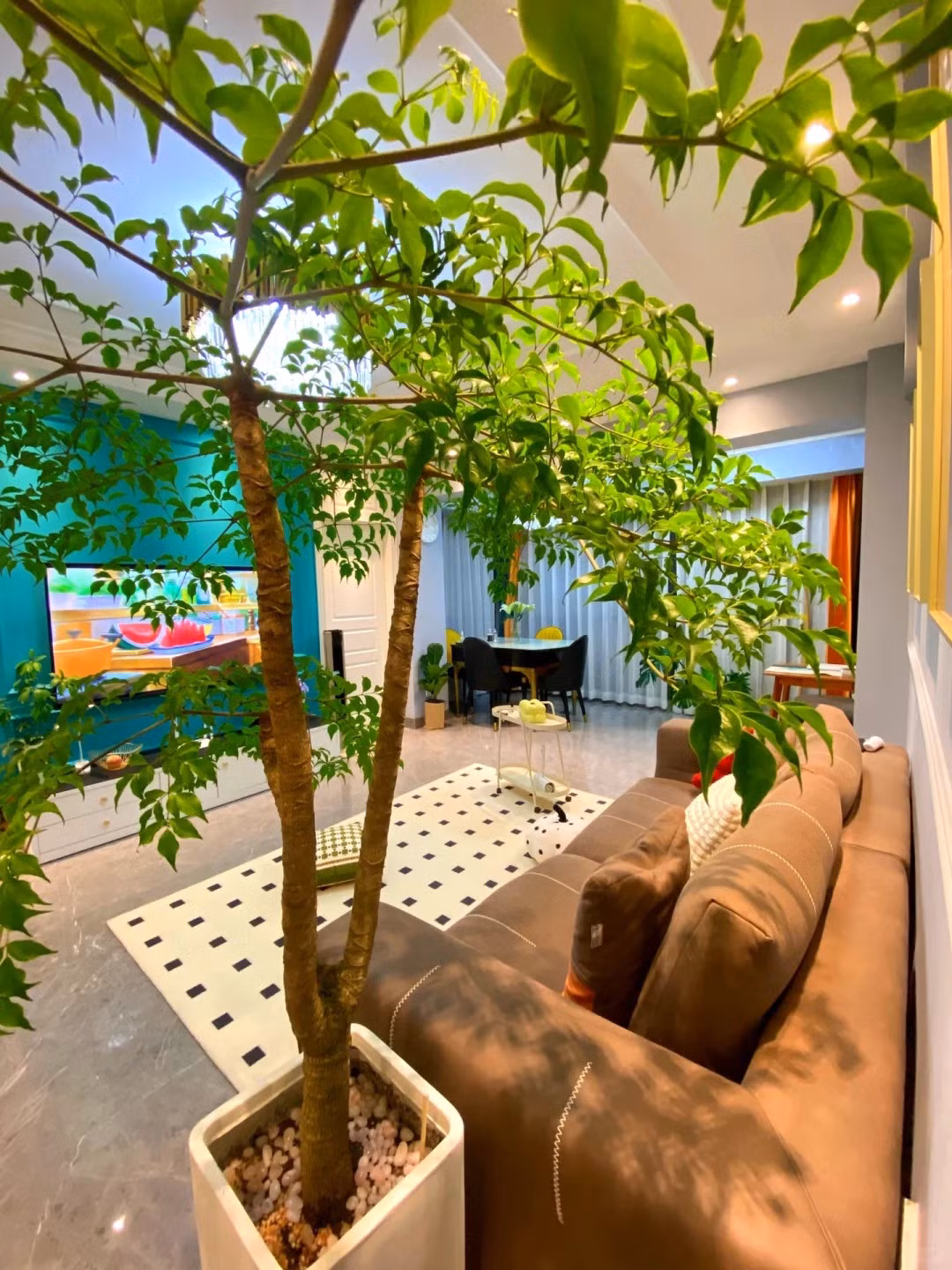 Cây cảnh này thực chất nó có thể nở hoa được, tuy nhiên rất khó làm nó nở hoa trong nhà. Những cây hạnh phúc lớn hơn sẽ nở thành chùm hoa vào mùa hè và mùa thu, thời gian ra hoa có thể kéo dài từ một đến hai tháng hoặc hai đến ba tháng.