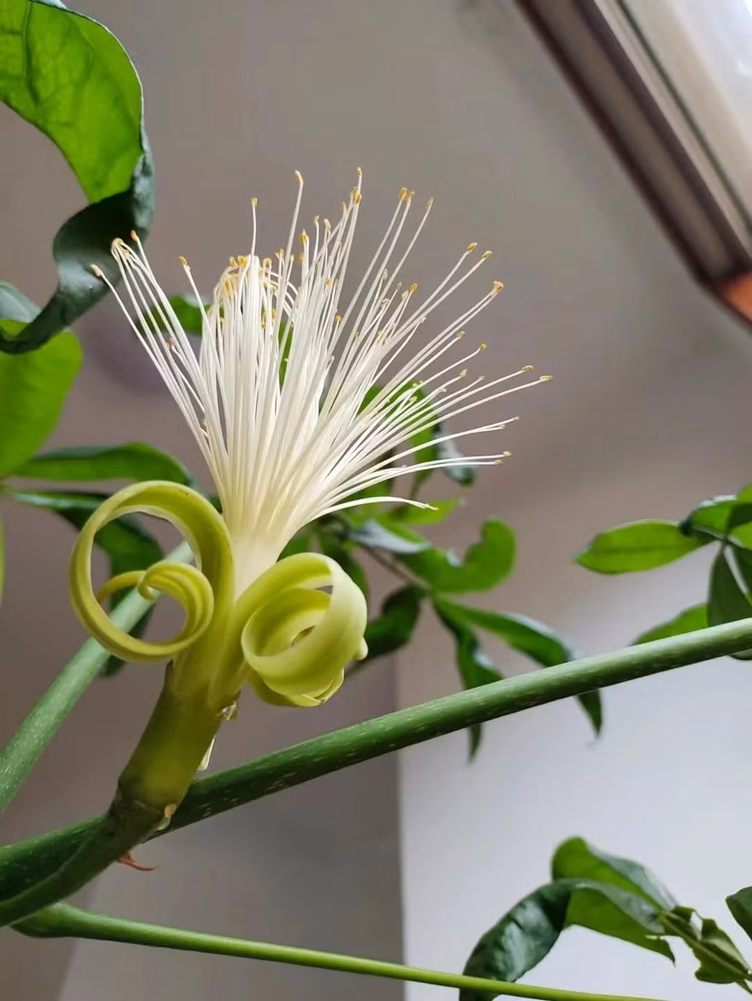 br/> 3. Người xưa nói: Kim ngân nở hoa - cơ hội kiếm tiền đến tay: Cây kim ngân (Lonicera periclymenum) là cây cảnh rất phổ biến trong cuộc sống. Ngoài các dáng cây cứng nhắc truyền thống, ngày nay kim ngân đã được biến đổi có dáng mềm mại hơn, thể hiện sức sống bừng bừng của mình, giúp ngôi nhà của bạn tươi đẹp và phong cách hơn. 