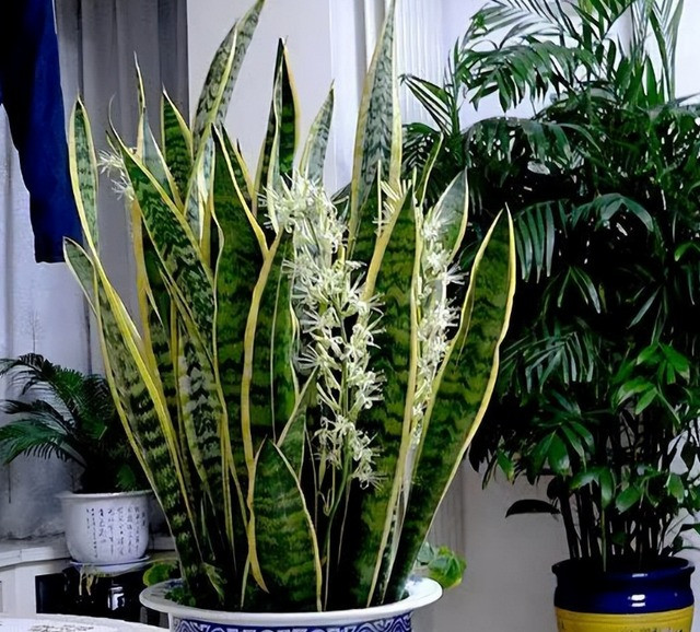  Cây lưỡi hổ còn đặc biệt có ý nghĩa trong phong thủy. Người xưa vẫn luôn quan niệm rằng cây cảnh này có tác dụng trừ tà, xua đuổi ma quỷ, đẩy lùi điềm xấu, mang lại may mắn, tài lộc và thành công cho người trồng.