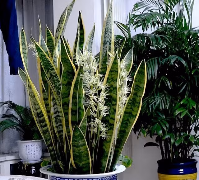  Cây lưỡi hổ còn đặc biệt có ý nghĩa trong phong thủy. Người xưa vẫn luôn quan niệm rằng cây cảnh này có tác dụng trừ tà, xua đuổi ma quỷ, đẩy lùi điềm xấu, mang lại may mắn, tài lộc và thành công cho người trồng.