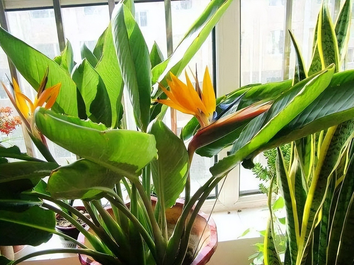  Cây cảnh này có nghĩa là cùng nhau bay lên, hạnh phúc và cát tường, là sự khao khát và theo đuổi một cuộc sống tốt đẹp hơn của con người. Đặt cây thiên điểu trong phòng khách không chỉ tạo thêm vẻ đẹp sang trọng mà còn tượng trưng cho sự hòa thuận, hạnh phúc trong gia đình. 