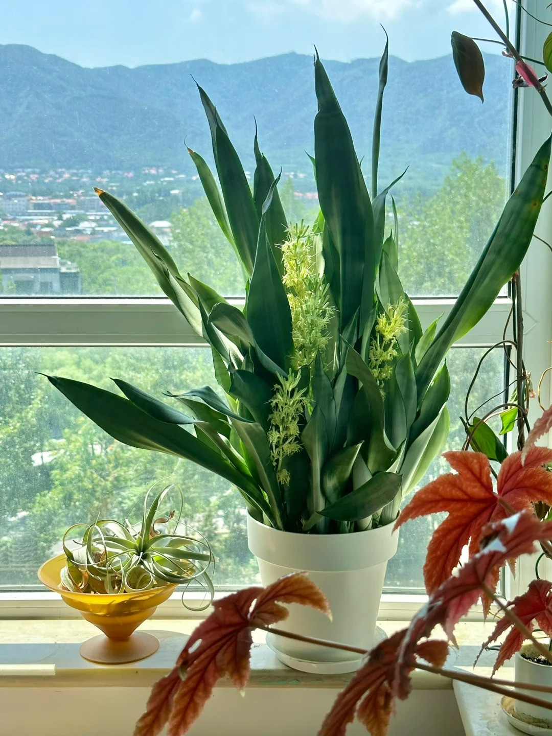 Cây cảnh này chủ yếu trồng để ngắm lá và hiếm khi nở hoa. Hoa lưỡi hổ không đẹp, với những cánh hoa nhỏ và có màu xanh lục.