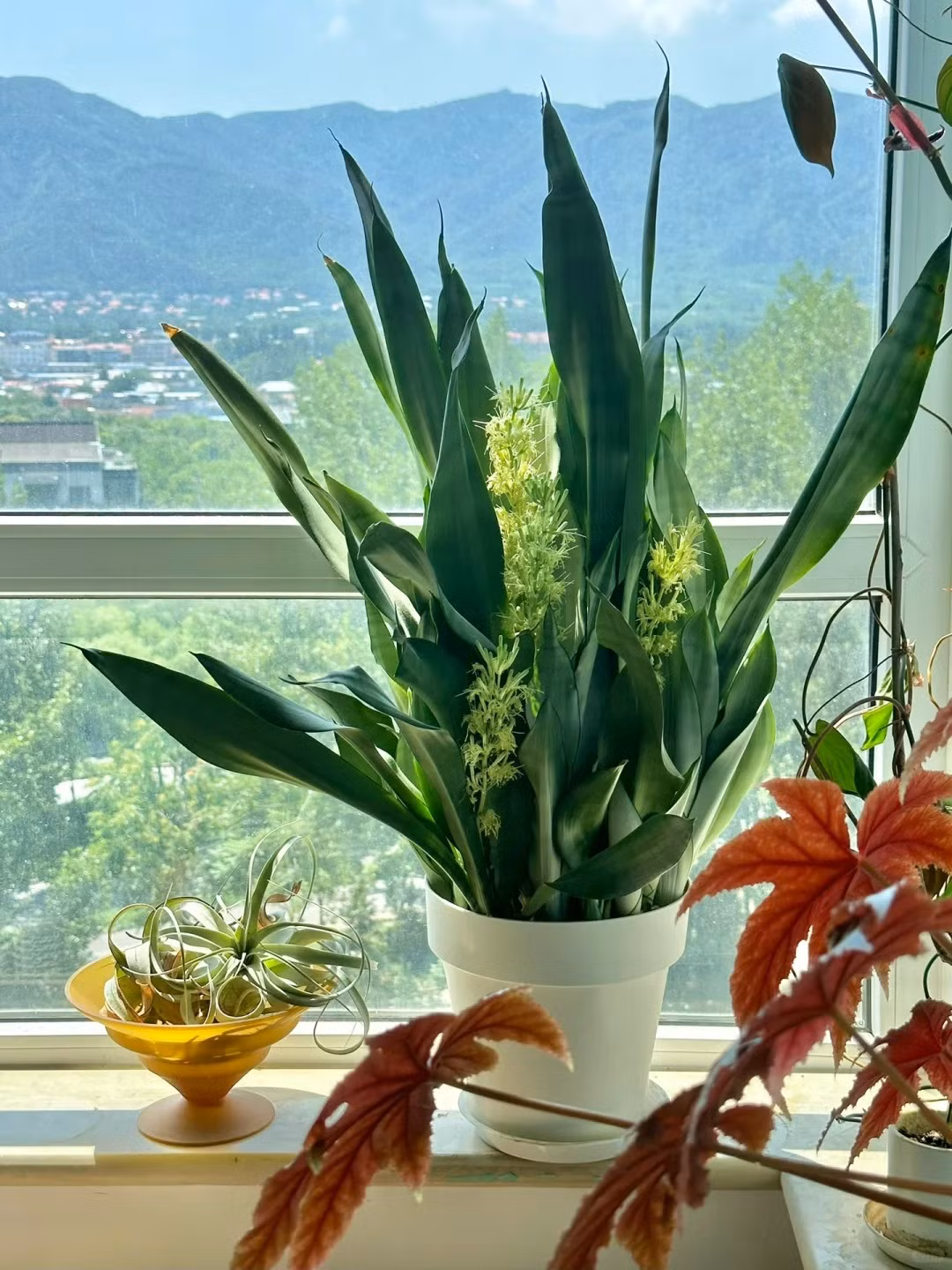 Cây cảnh này chủ yếu trồng để ngắm lá và hiếm khi nở hoa. Hoa lưỡi hổ không đẹp, với những cánh hoa nhỏ và có màu xanh lục.