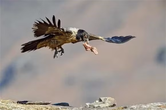 Nạn nhân một con rùa có thể nặng gần bằng một con kền kền có râu. Chúng sử dụng phương pháp tương tự như phá hủy xương. Để xương rơi từ trên trời xuống cho vỡ rồi thưởng thức.