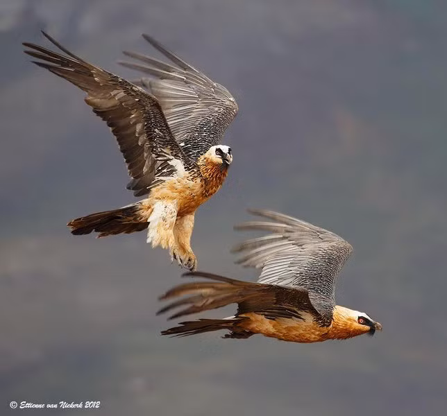 Kền kền râu thường được chụp ảnh với bộ lông màu cam nhưng đây thực sự là "mỹ phẩm". Màu sắc này có thể xuất phát từ việc chúng tắm bụi, thoa bùn lên cơ thể hoặc do uống trong nước giàu khoáng chất.