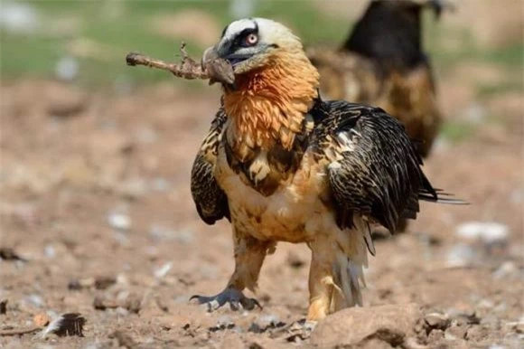 Điều thú vị là đôi khi chúng có xu hướng tấn công con mồi sống hơn những loài kền kền khác. Trong số những sinh vật thường trở thành con mồi của kền kền râu có rùa thường được tìm thấy trong khu vực.