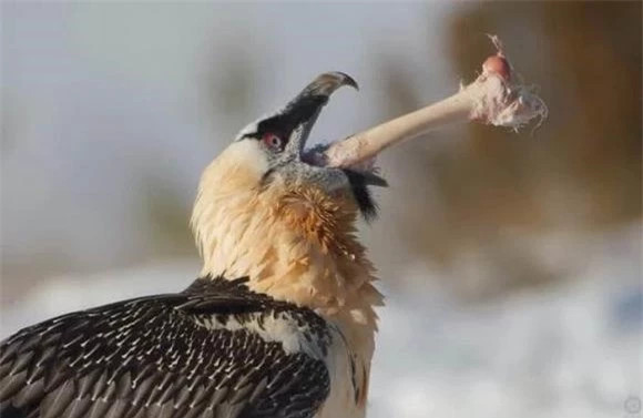 Đây là loài chim ăn thịt to lớn. Khi đứng chúng cao 1m3, cân nặng có thể đến 8kg- một trọng lượng rất đáng kể, và để có thể nhấc bổng lên trời cao chúng cần sải cánh rộng tới gần 3m. Con cái thường lớn hơn một chút so với con đực.