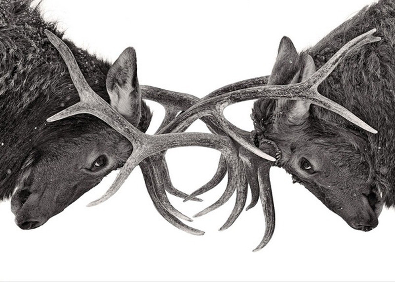 Sừng hươu hay còn được gọi là gạc hươu, đây là phần mở rộng của hộp sọ, có cấu trúc xương, phát triển thành các nhánh theo cặp đối xứng. Mỗi năm gạc đều bị rụng và tái sinh.