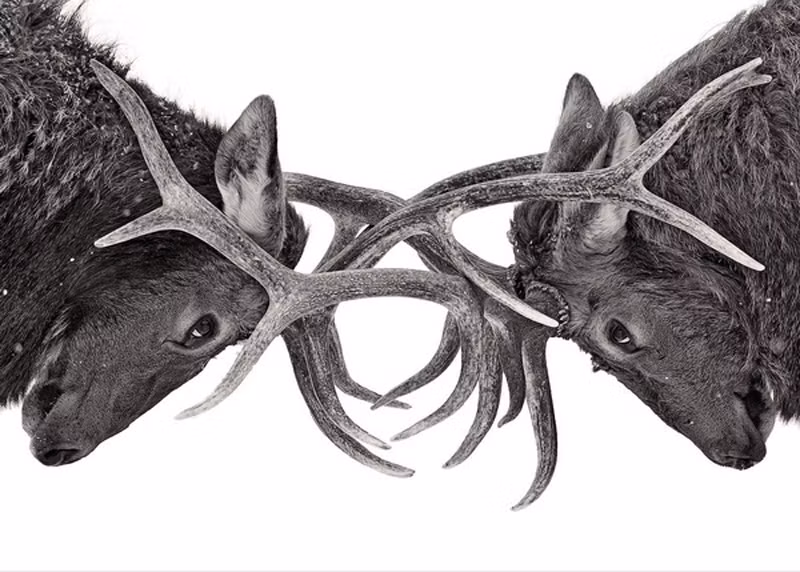 Sừng hươu hay còn được gọi là gạc hươu, đây là phần mở rộng của hộp sọ, có cấu trúc xương, phát triển thành các nhánh theo cặp đối xứng. Mỗi năm gạc đều bị rụng và tái sinh.