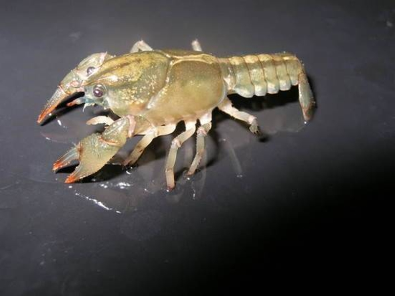 Các càng mọc trở lại nhanh hơn đối với những con tôm trẻ hơn và được ăn uống đầy đủ. Khi lột xác, nó lột lớp da cứng bên ngoài hoặc vỏ và thay thế nó bằng một cái mới.