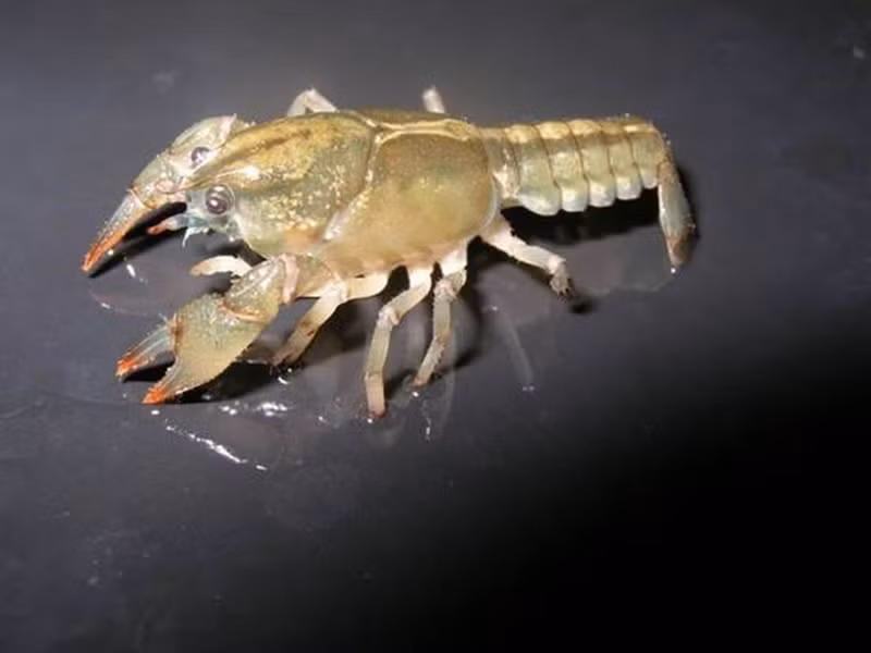 Các càng mọc trở lại nhanh hơn đối với những con tôm trẻ hơn và được ăn uống đầy đủ. Khi lột xác, nó lột lớp da cứng bên ngoài hoặc vỏ và thay thế nó bằng một cái mới.