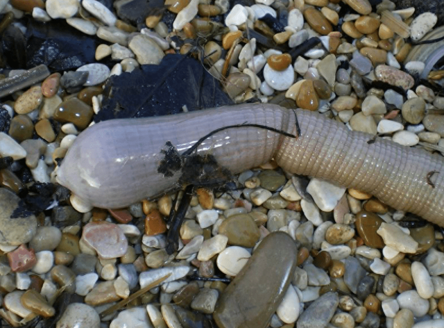 Giun sao có tên khoa học là Stellaria, là những sinh vật kỳ lạ có thể tồn tại trong không gian trong nhiều năm. Loài vật này có khả năng tái sinh đáng kinh ngạc, khiến con người phải ngỡ ngàng.