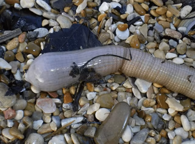 Giun sao có tên khoa học là Stellaria, là những sinh vật kỳ lạ có thể tồn tại trong không gian trong nhiều năm. Loài vật này có khả năng tái sinh đáng kinh ngạc, khiến con người phải ngỡ ngàng.