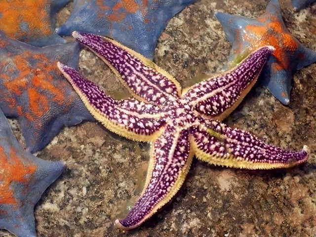 Sao biển là động vật không xương sống biển được phân bố rộng rãi dưới đáy biển của tất cả các đại dương trên thế giới.