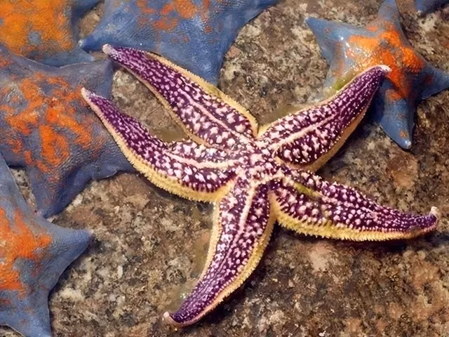Sao biển là động vật không xương sống biển được phân bố rộng rãi dưới đáy biển của tất cả các đại dương trên thế giới.