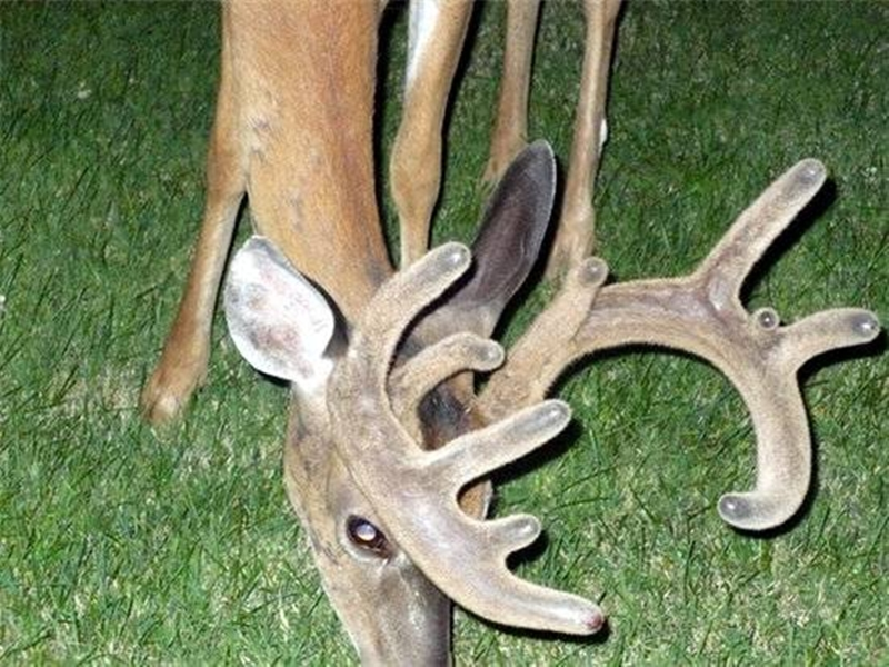 Hầu hết chỉ có những con đực trưởng thành là có gạc với chức năng chính là để tăng khả năng hấp dẫn, thu hút các con cái trong mùa giao phối, hoặc sử dụng làm vũ khí tấn công, tự vệ.