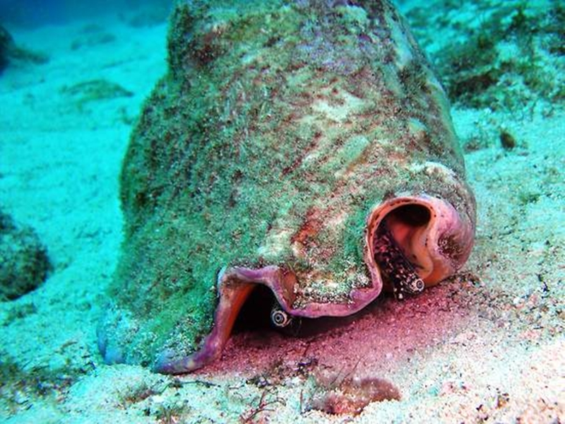 Theo John N. Murphy, giám đốc điều hành tại Viện McGowan ở Pittsburgh, bang Pennsylvania (Mỹ), loài ốc này có khả năng tái tạo lại đôi mắt đã mất mọc trên phần thân của nó.