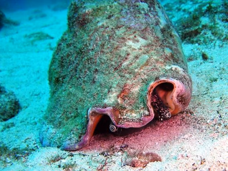 Theo John N. Murphy, giám đốc điều hành tại Viện McGowan ở Pittsburgh, bang Pennsylvania (Mỹ), loài ốc này có khả năng tái tạo lại đôi mắt đã mất mọc trên phần thân của nó.