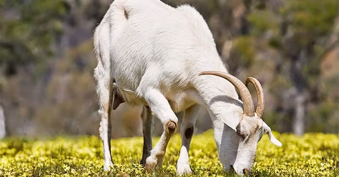 Dai van hoang kim, 3 tuoi hot bac cuoi 2024, cham dau cung ra tien