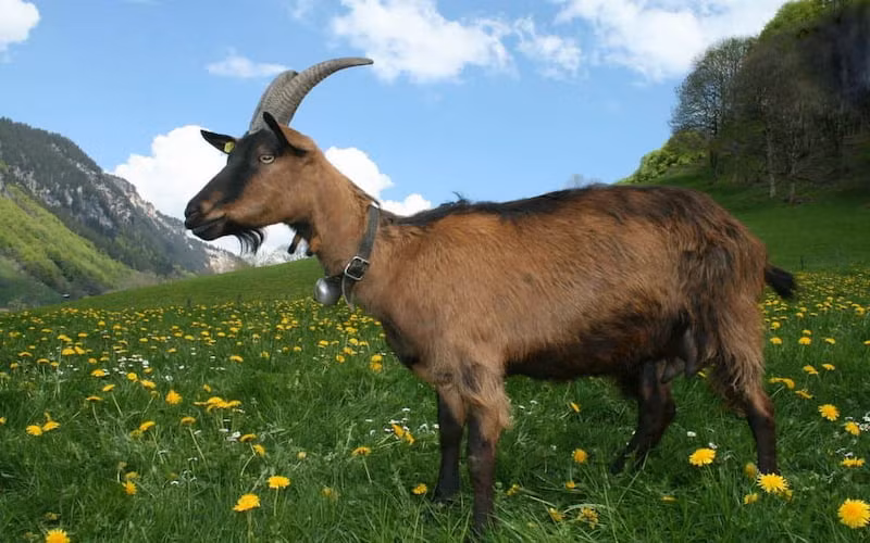 Đối với những ai muốn khởi nghiệp hoặc mở rộng kinh doanh, đây là thời điểm lý tưởng để tìm kiếm cơ hội phát triển, tìm ra "con gà đẻ trứng vàng" để nâng cao chất lượng cuộc sống.